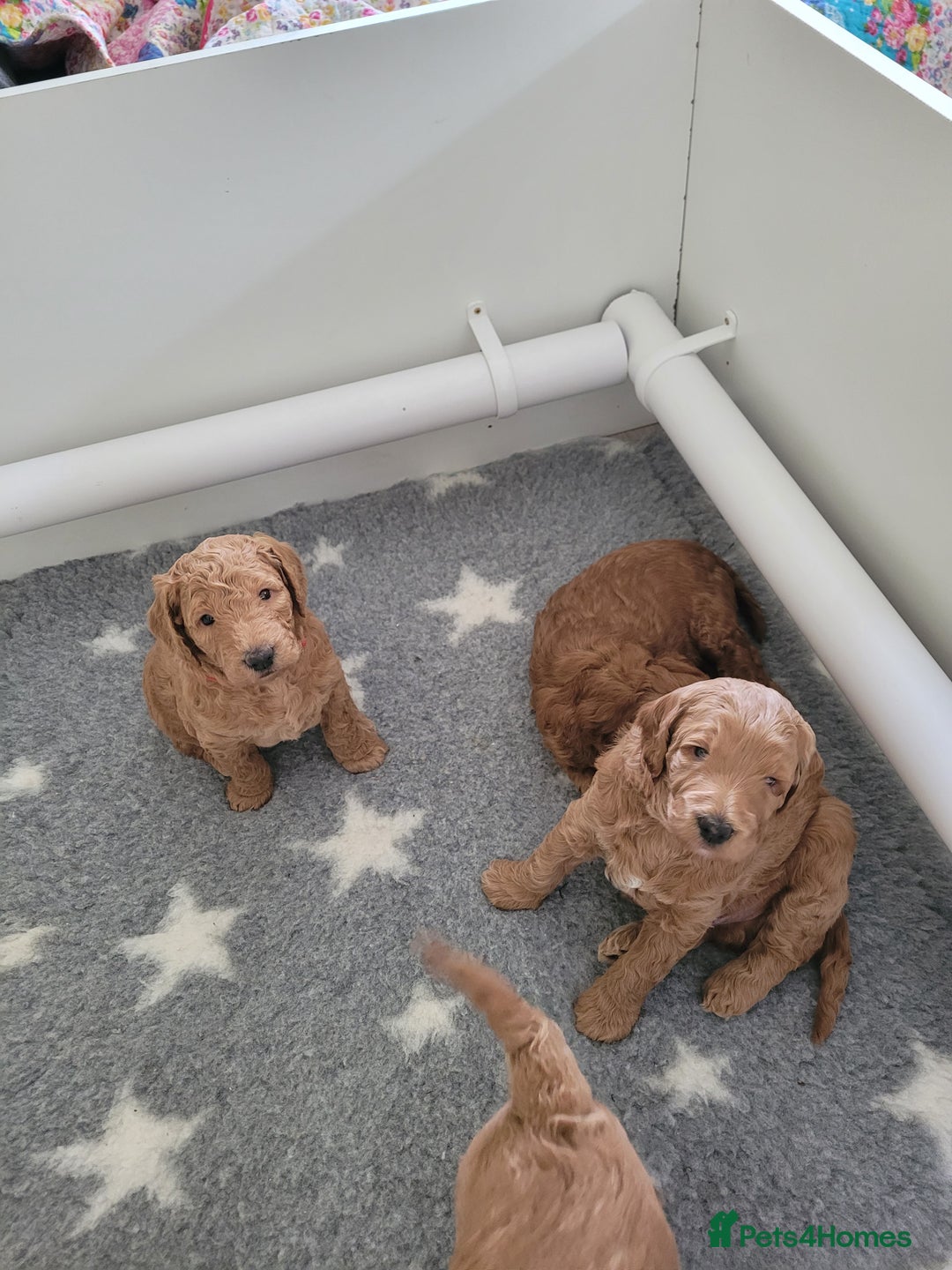 Mixed Breed dogs for sale: Miniature Goldendoodle Puppies - Image 21