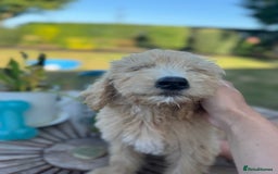Goldendoodle dogs for sale: F1 Standard Golden Doodles last 1 female - Image 6