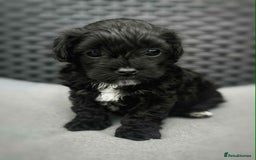 Yorkshire Terrier dogs for sale: Yorkies  - Image 26
