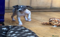 Italian Greyhound dogs for sale: Outstanding repeat mating litter  - Advert 15