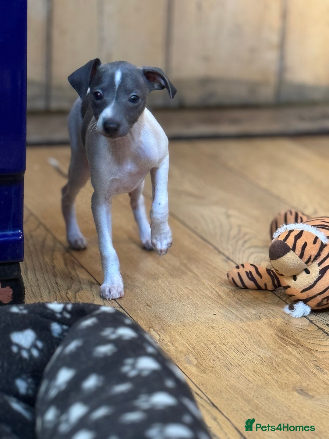 Italian Greyhound dogs for sale: Outstanding repeat mating litter  - Advert 15