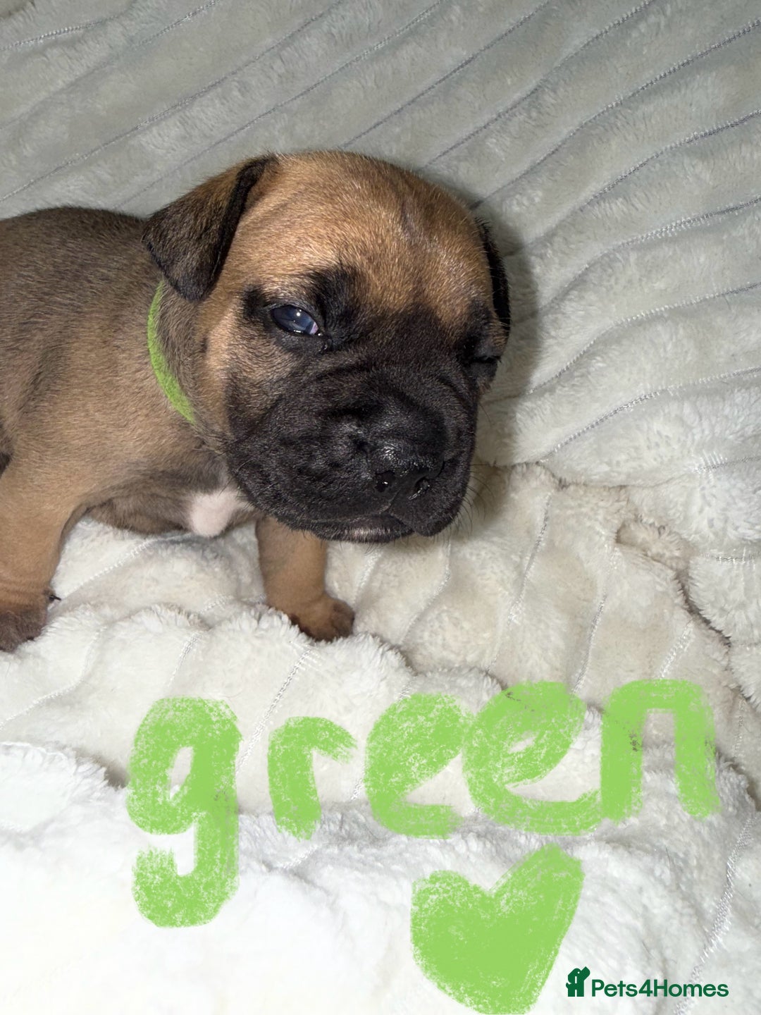 Mixed Breed dogs for sale: American french bully  - Advert 7