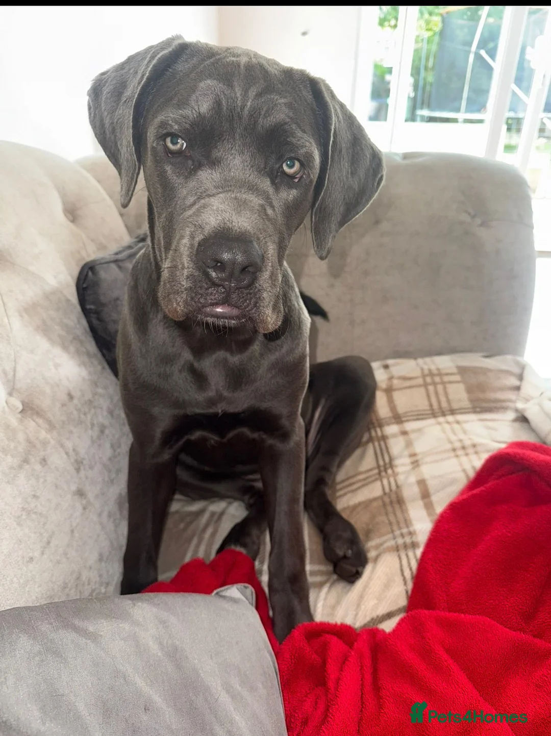 Cane Corso dogs for sale: Female cane corso 10 months old - Advert 2
