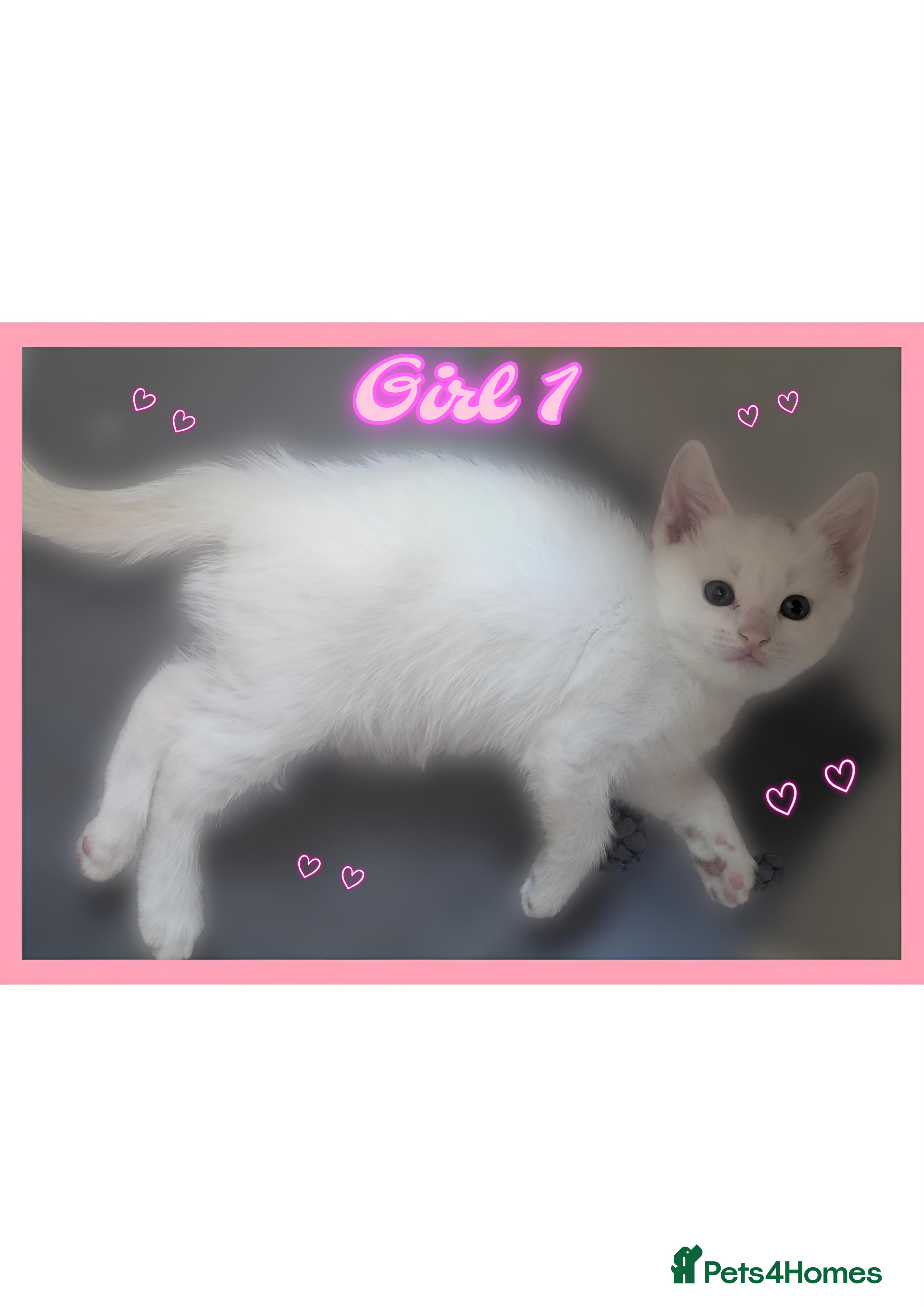 Mixed Breed cats Now only 3 Beautiful kittens looking forever homes - Advert 5