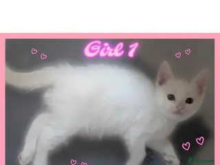 Mixed Breed cats Now only 3 Beautiful kittens looking forever homes - Advert 5