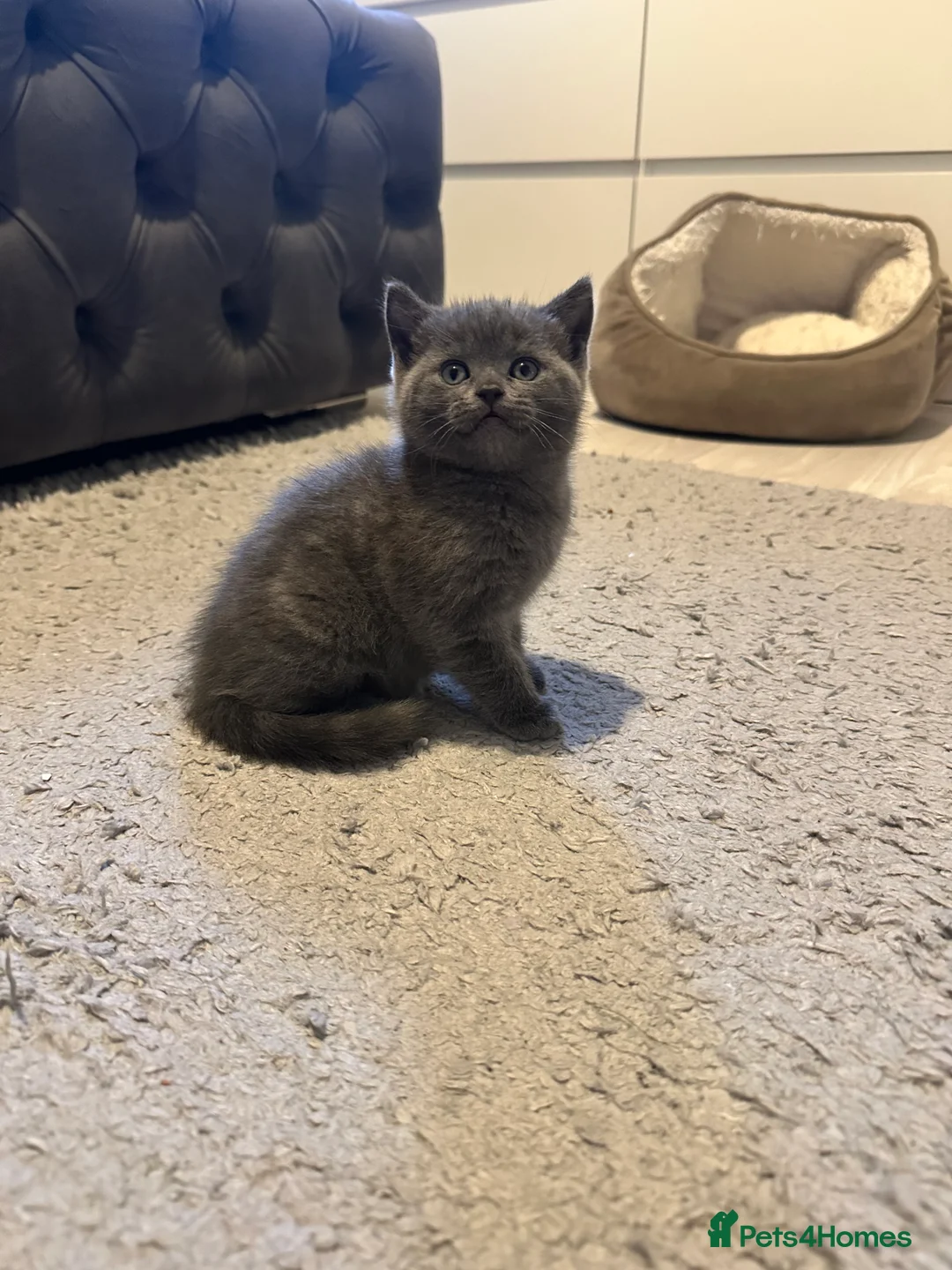 Scottish Fold cats for sale: Two adorable Scottish fold and straight kittens - Advert 19
