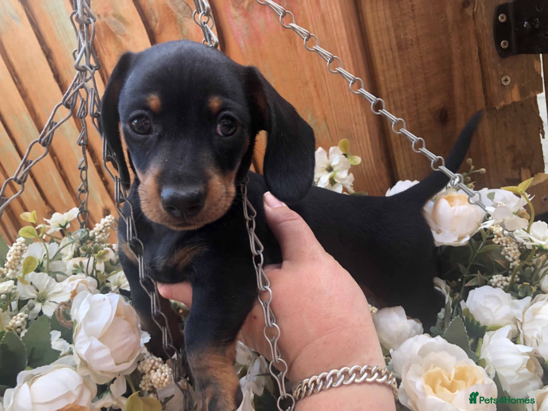 Dachshund dogs Miniature dutch hound, puppies  - Advert 14