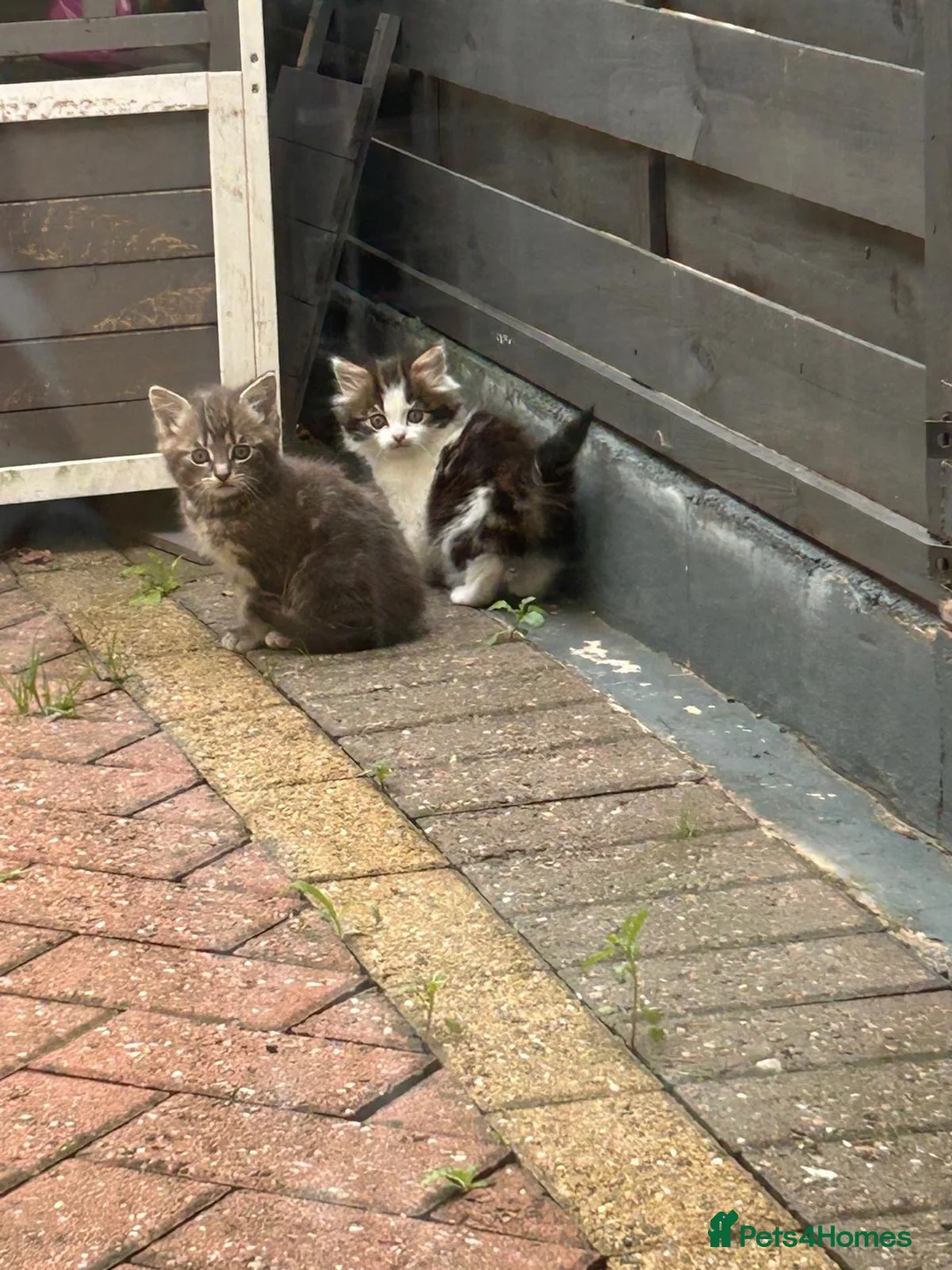 Persian cats for sale: Cats  - Advert 2