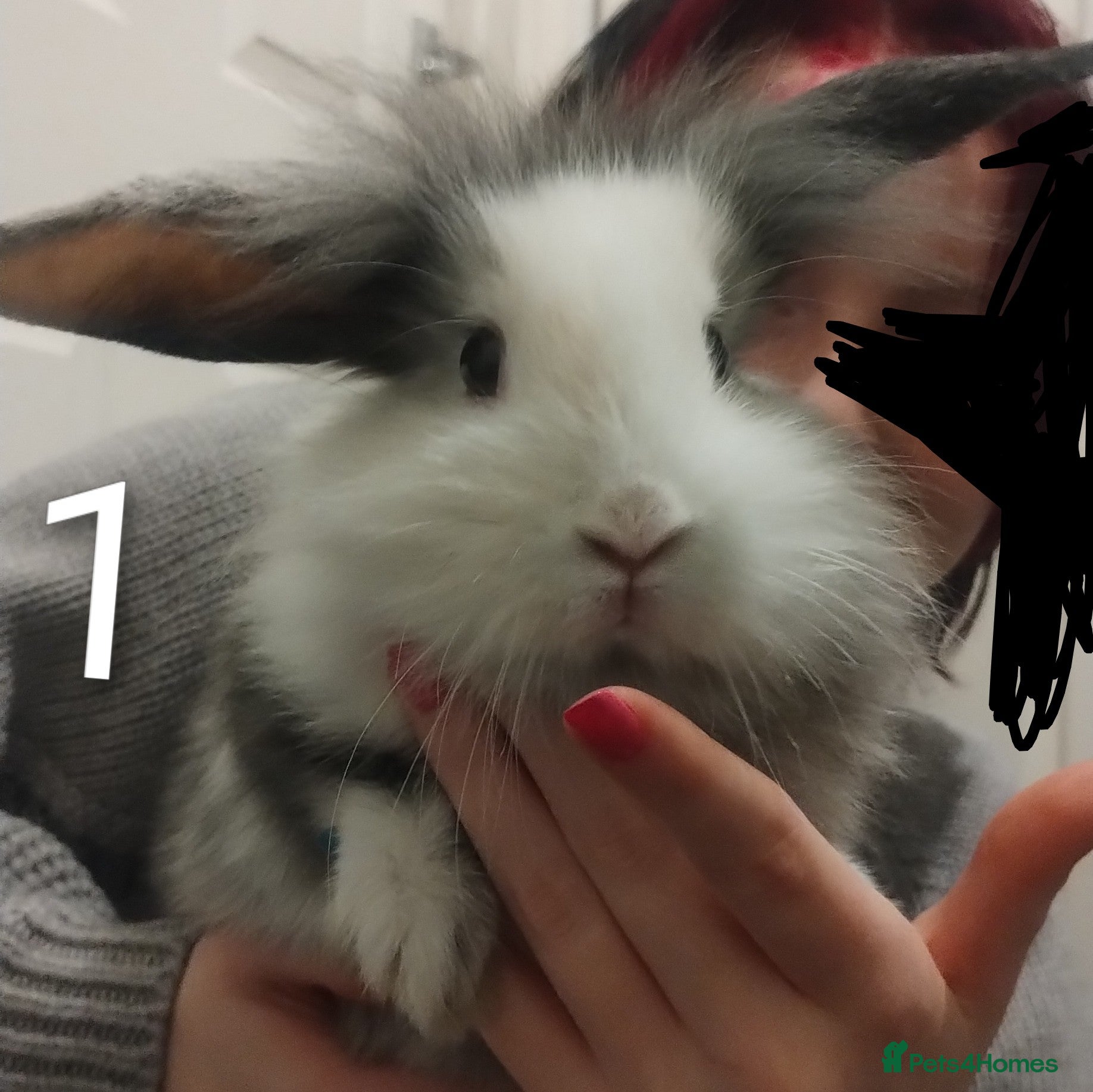 Lionhead rabbits 2 Female Lionhead available NOW - Advert 1