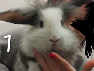 Lionhead rabbits 2 Female Lionhead available NOW - Advert 7
