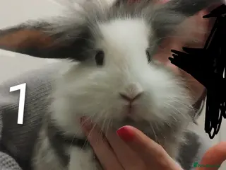 Lionhead rabbits female - Lionhead £40 - Advert 4