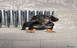 Miniature Dachshund dogs for sale: Miniature Smooth Dachshund Puppies  - Image 4