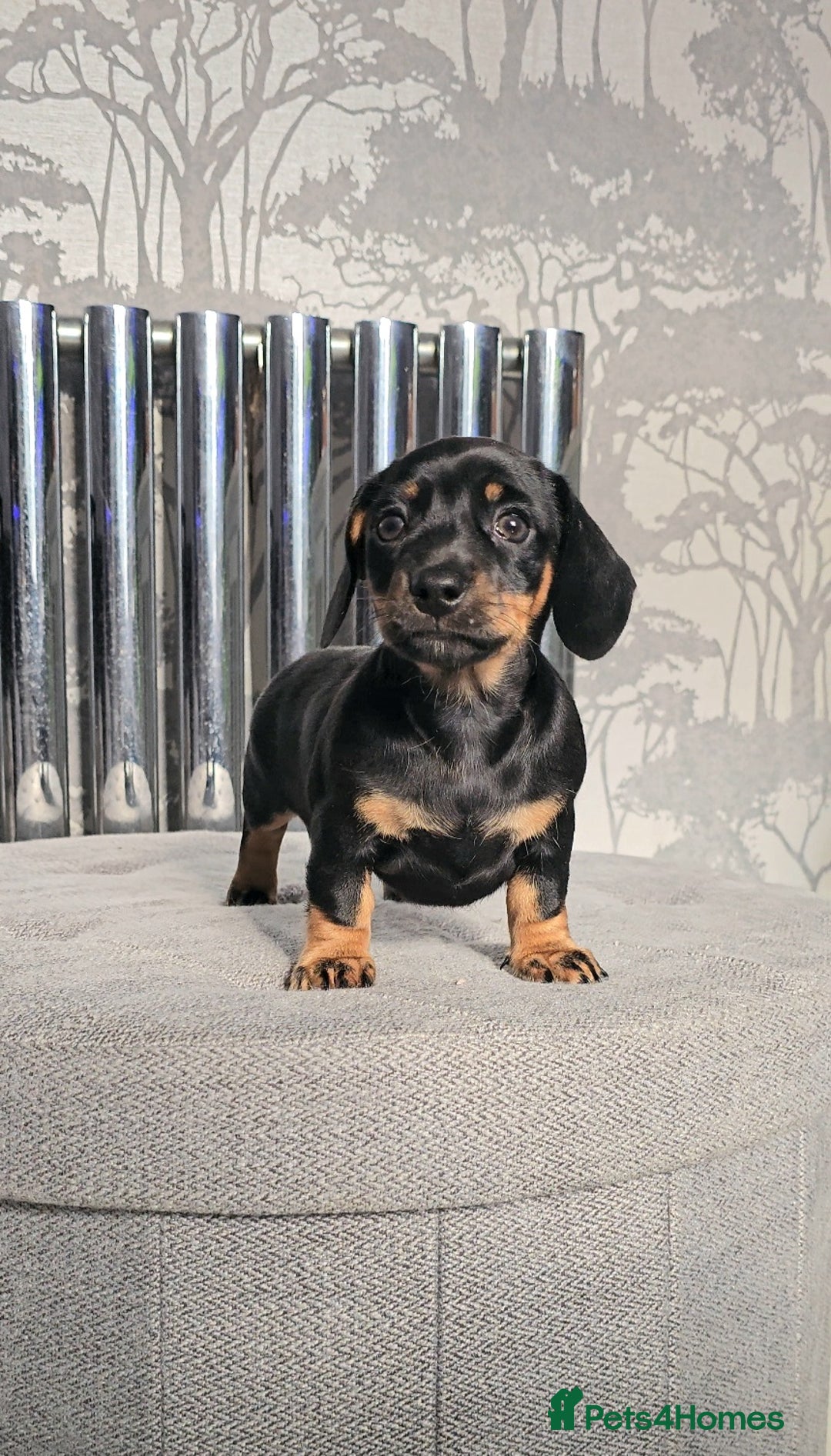 Miniature Dachshund dogs for sale: Miniature Smooth Dachshund Puppies  - Image 4
