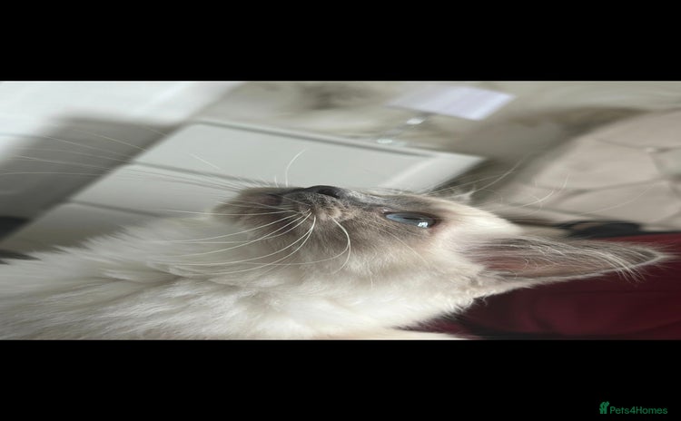 Ragdoll cats - Advert 1