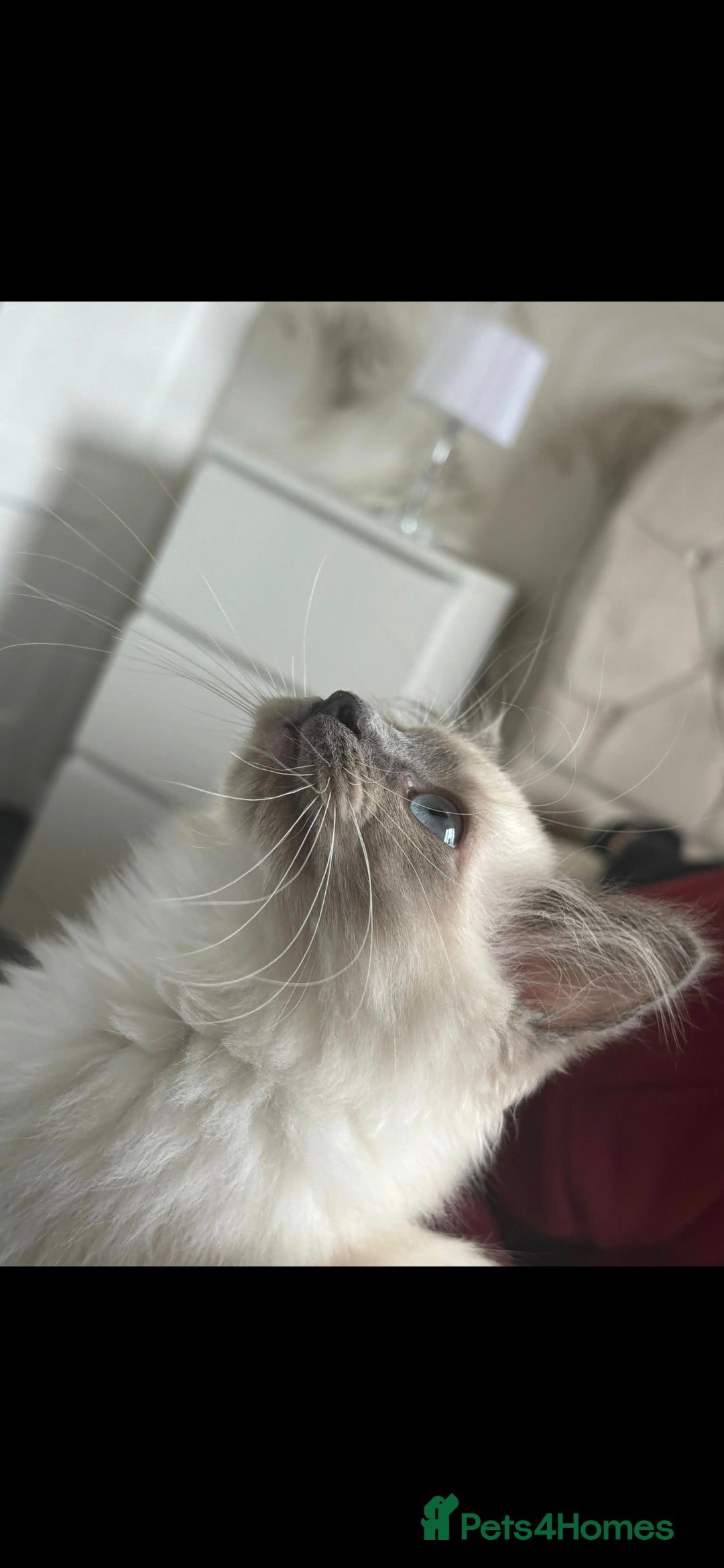 Ragdoll cats for sale: 2 beautiful ragdolls for rehoming  - Image 1