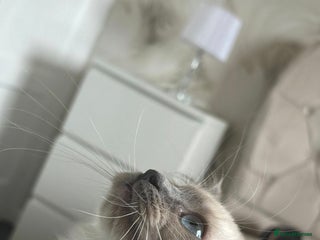 Ragdoll cats 2 beautiful ragdolls for rehoming - Advert 16