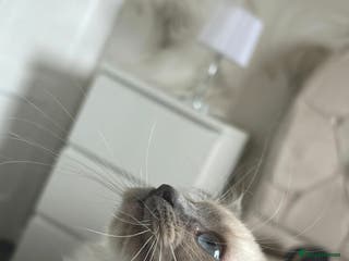 Ragdoll cats 2 beautiful ragdolls for rehoming - Advert 14