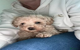 Toy Poodle dogs for sale: Adorable KC Toy Poodle Puppies ❤️🐾  - Image 1