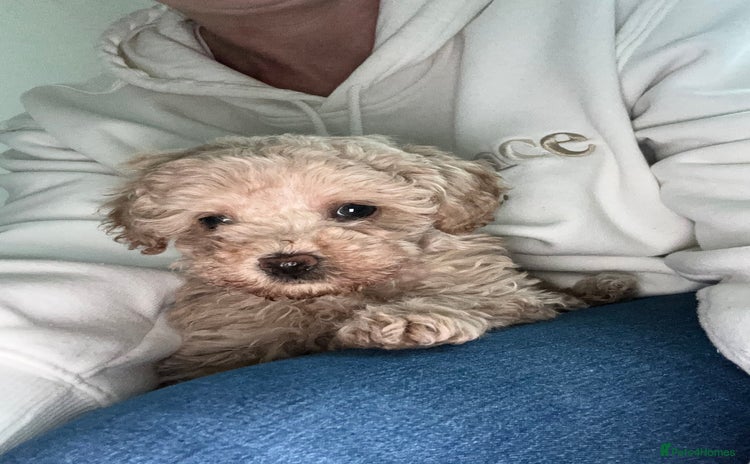 Toy Poodle dogs - Advert 15
