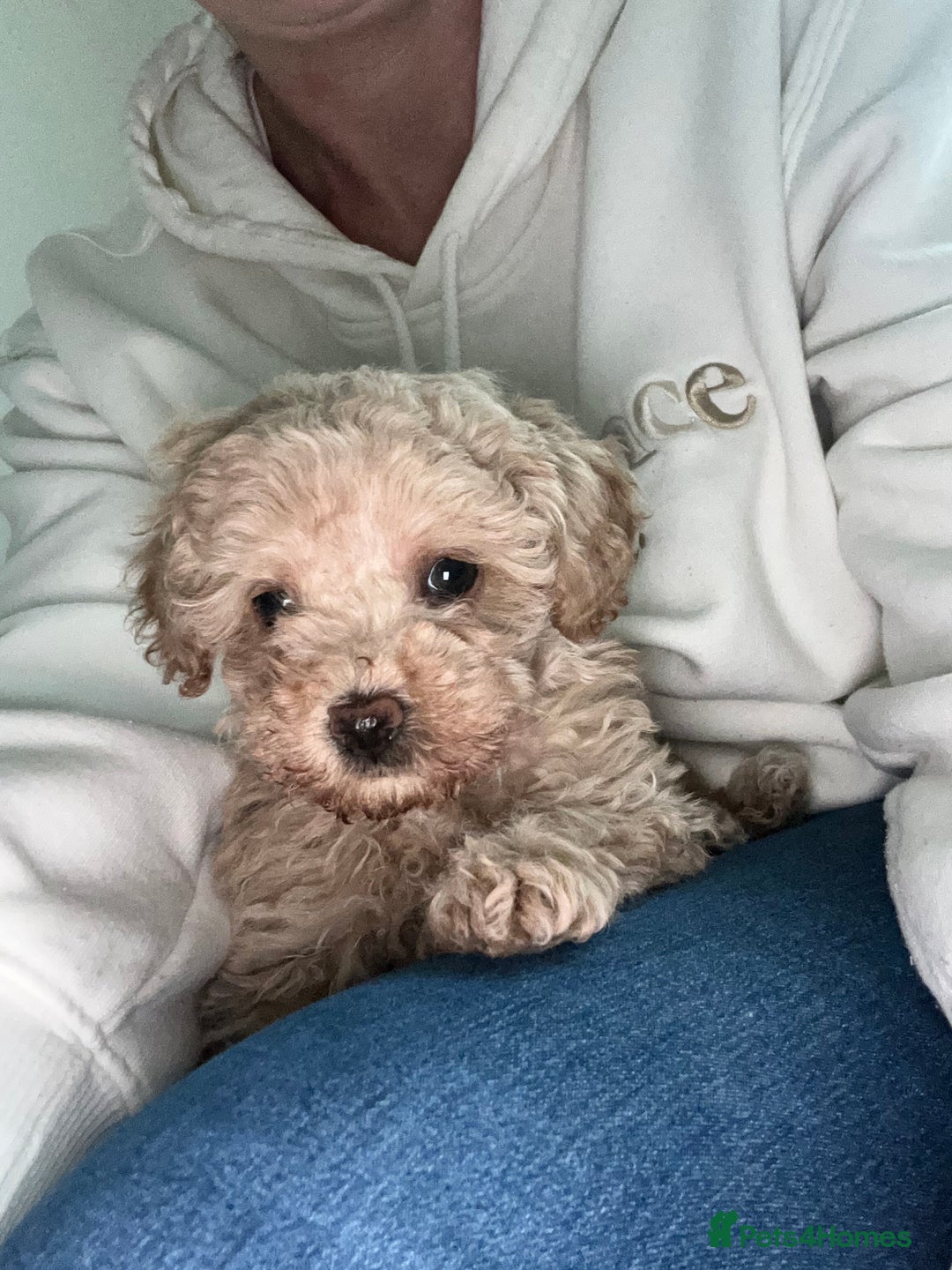 Toy Poodle dogs for sale: Adorable KC Toy Poodle Puppies ❤️🐾  - Image 1