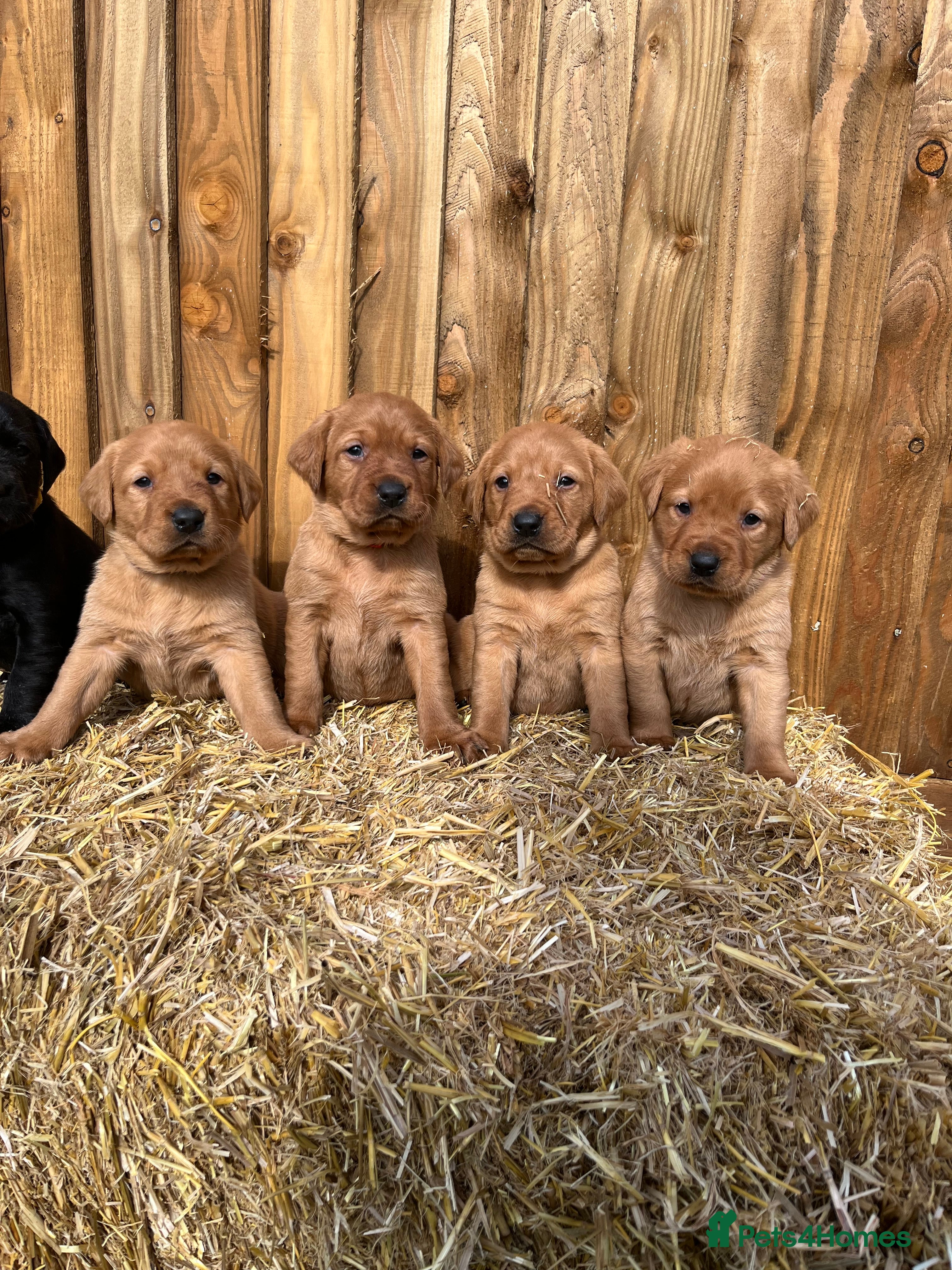 Labrador Retriever dogs ⭐️Labrador retriever puppies⭐️ - Advert 1