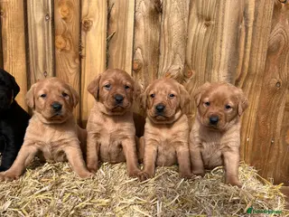 Labrador Retriever dogs ⭐️Labrador retriever puppies⭐️ - Advert 1