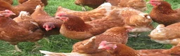 Chickens poultry for sale: ISA Bovan Browns - Advert 4