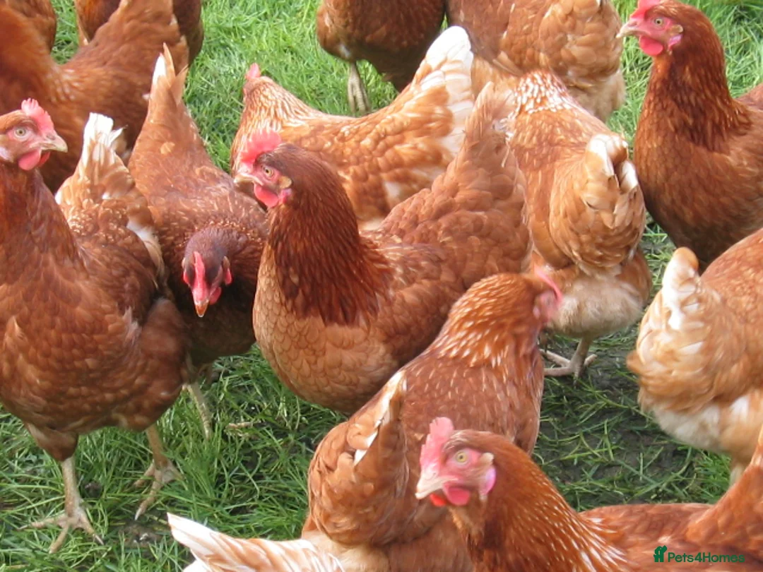 Chickens poultry for sale: ISA Bovan Browns - Advert 4