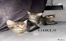 Mixed Breed cats for sale: Tabby Kittens For Sale  - Advert 3