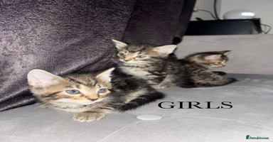Mixed Breed cats Tabby Kittens For Sale  - Advert 3