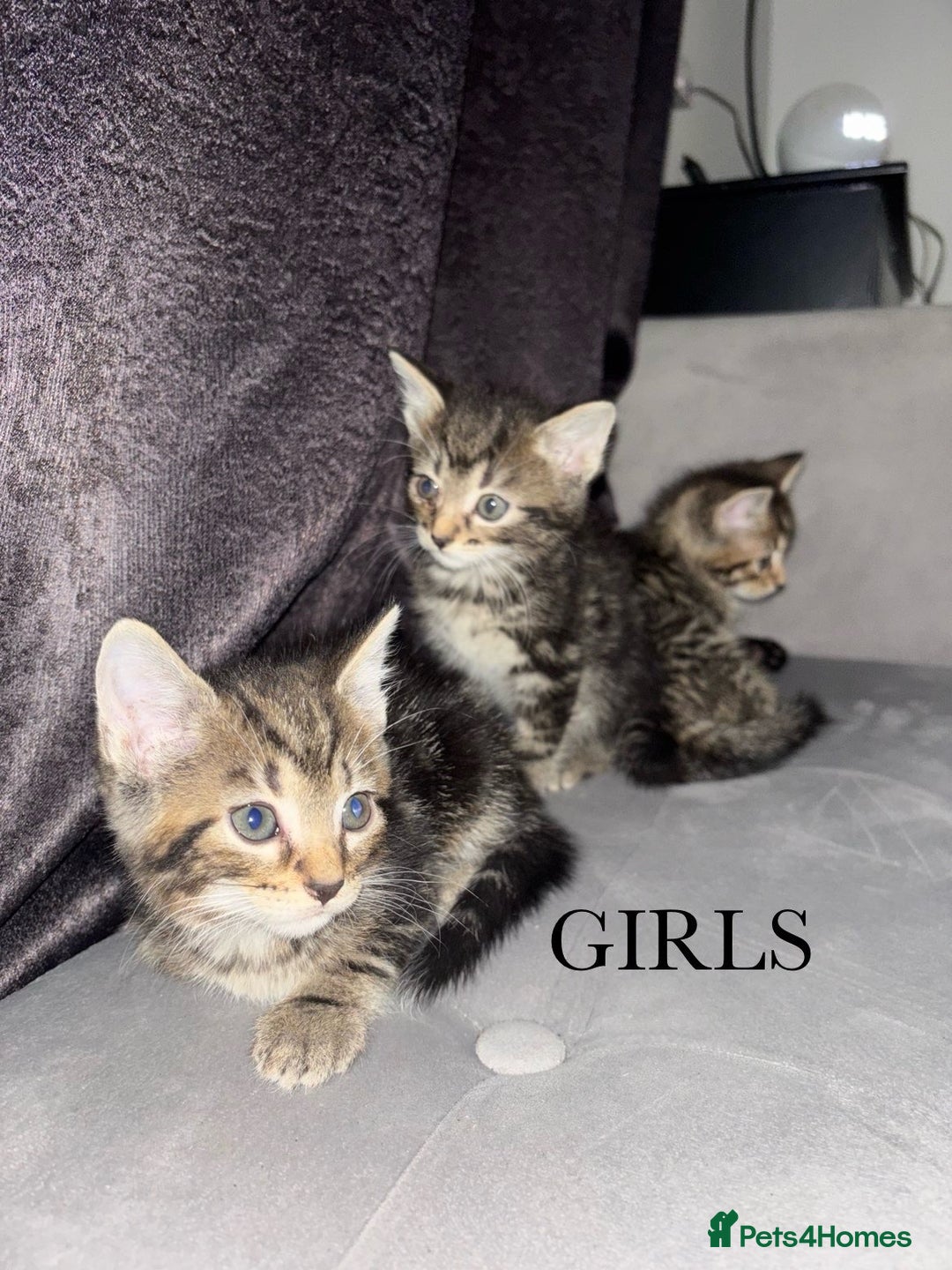 Mixed Breed cats for sale: Tabby Kittens For Sale  - Advert 3
