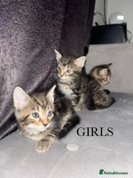 Mixed Breed cats Tabby Kittens For Sale - Advert 3