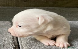 Jack Russell dogs for sale: 6 Jack Russell Puppies  - Advert 40