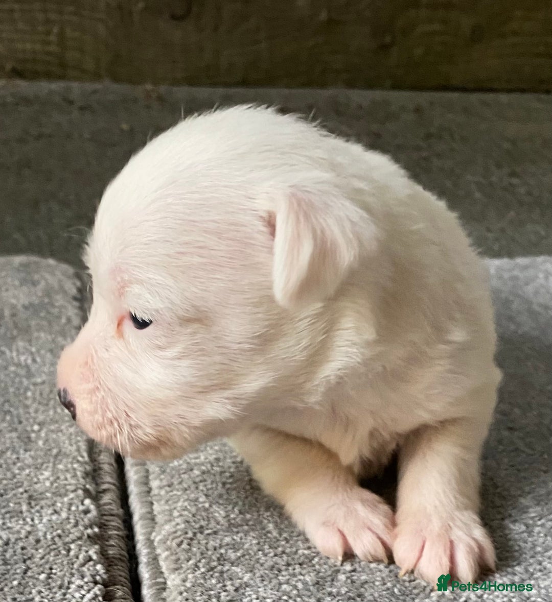 Jack Russell dogs for sale: 6 Jack Russell Puppies  - Advert 40