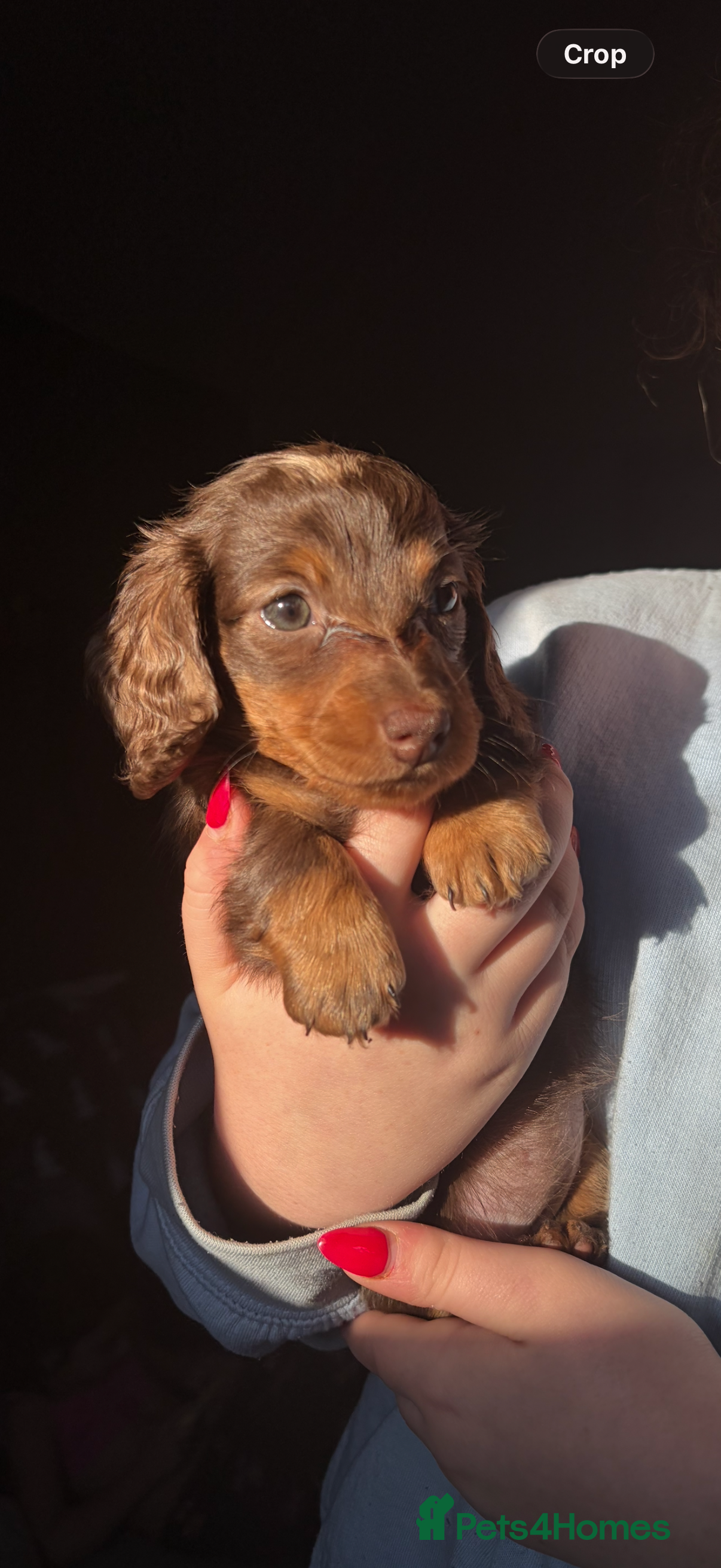 Miniature Dachshund dogs Chocolate and cream longhair miniature dachshunds  - Advert 7