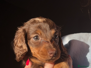 Miniature Dachshund dogs Chocolate and cream longhair miniature dachshunds - Advert 1