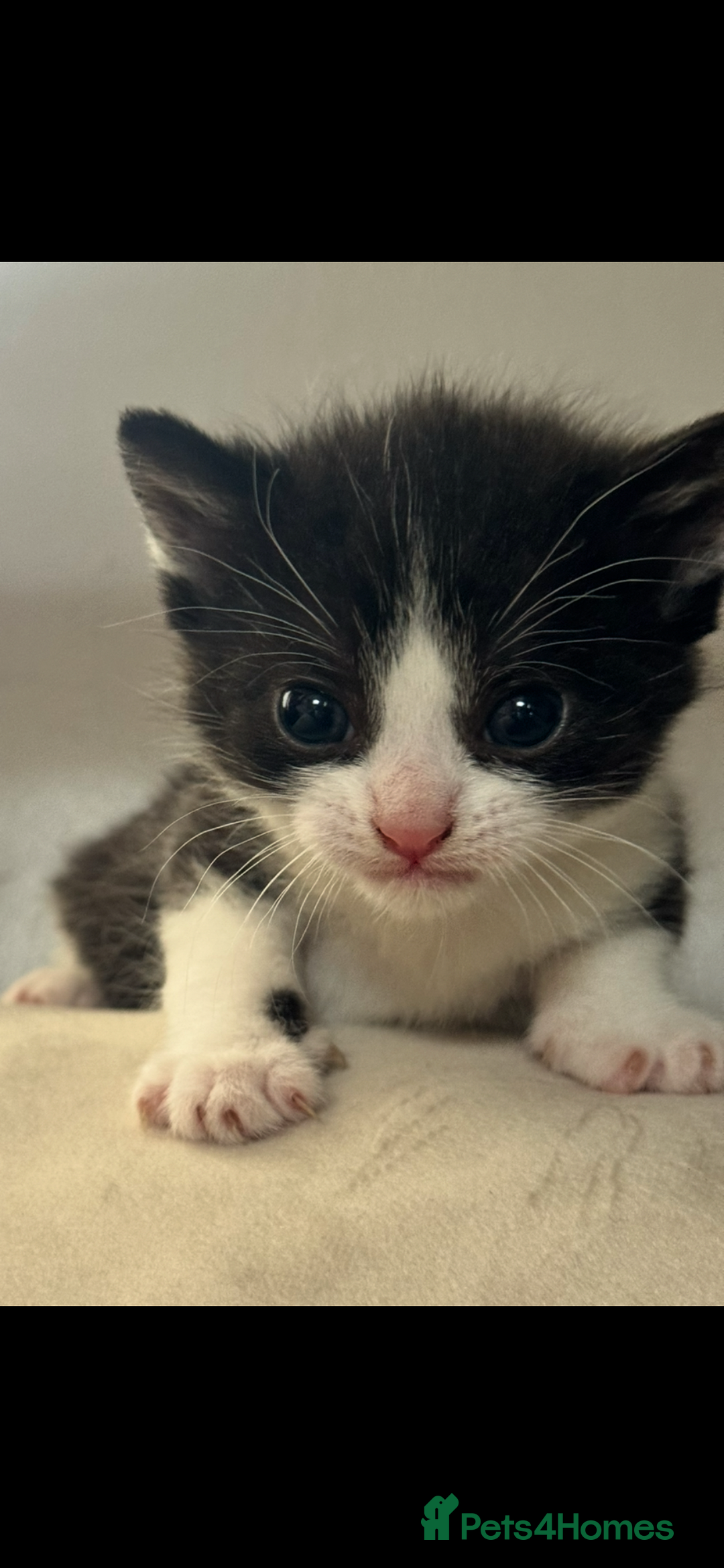 British Shorthair cats for sale: Kittens for their forever homes  - Image 3