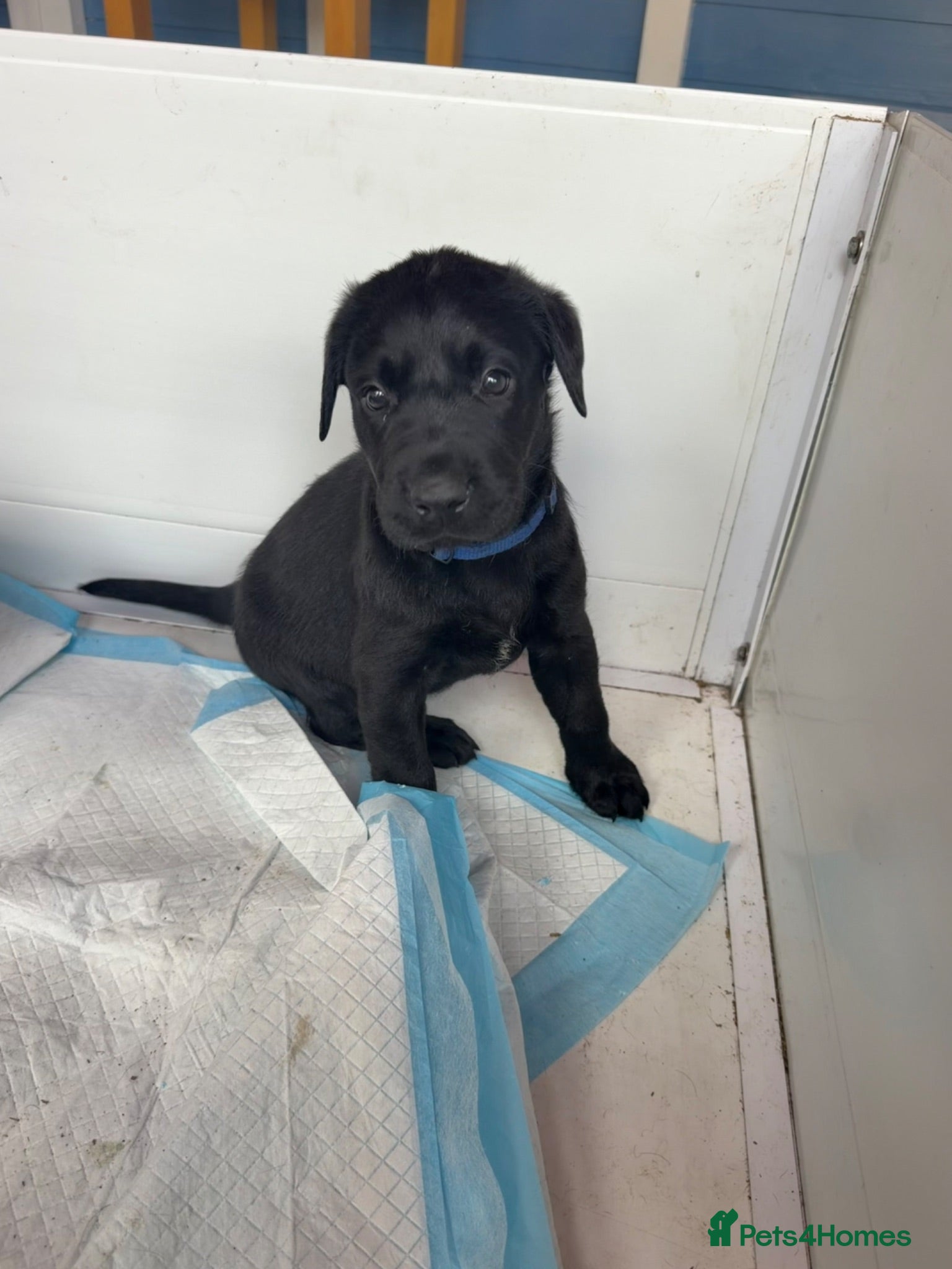 Labrador Retriever dogs Pedigree Black Labradors boys and girls  - Advert 9