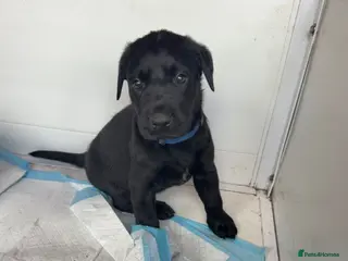 Labrador Retriever dogs Pedigree Black Labradors boys and girls - Advert 9