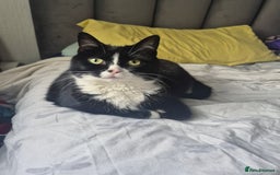 British Longhair cats for sale: FEMALE Cat 6yrs old (Minnie) - Image 1