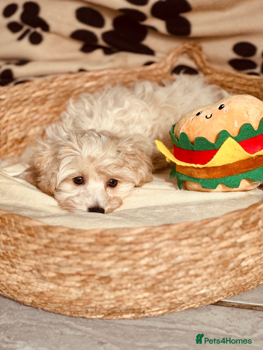 Maltipoo dogs for sale: F1 Toy Maltipoo puppys   - Image 12