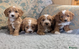 Cockapoo dogs for sale: Stunning red and golden F1 female cockapoo puppies - Image 1