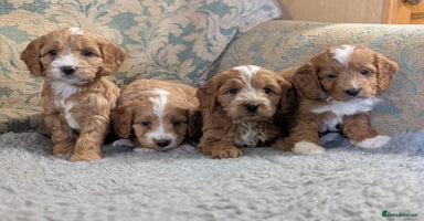 Cockapoo dogs - Advert 14