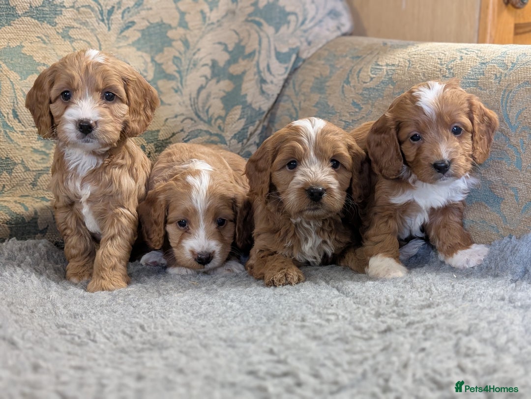 Cockapoo dogs for sale: Stunning red and golden F1 female cockapoo puppies - Image 1