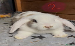 Mini Lop rabbits for sale: 8 beautiful friendly baby mini lops  - Image 8
