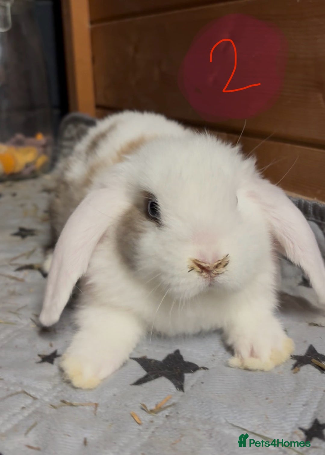 Mini Lop rabbits for sale: 8 beautiful friendly baby mini lops  - Image 8
