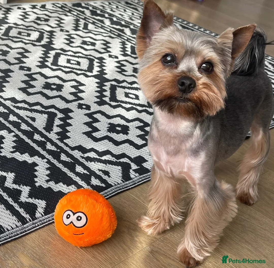 Yorkshire Terrier dogs for stud: Yorkshire Terier for stud  in Waltham Cross - Advert 2