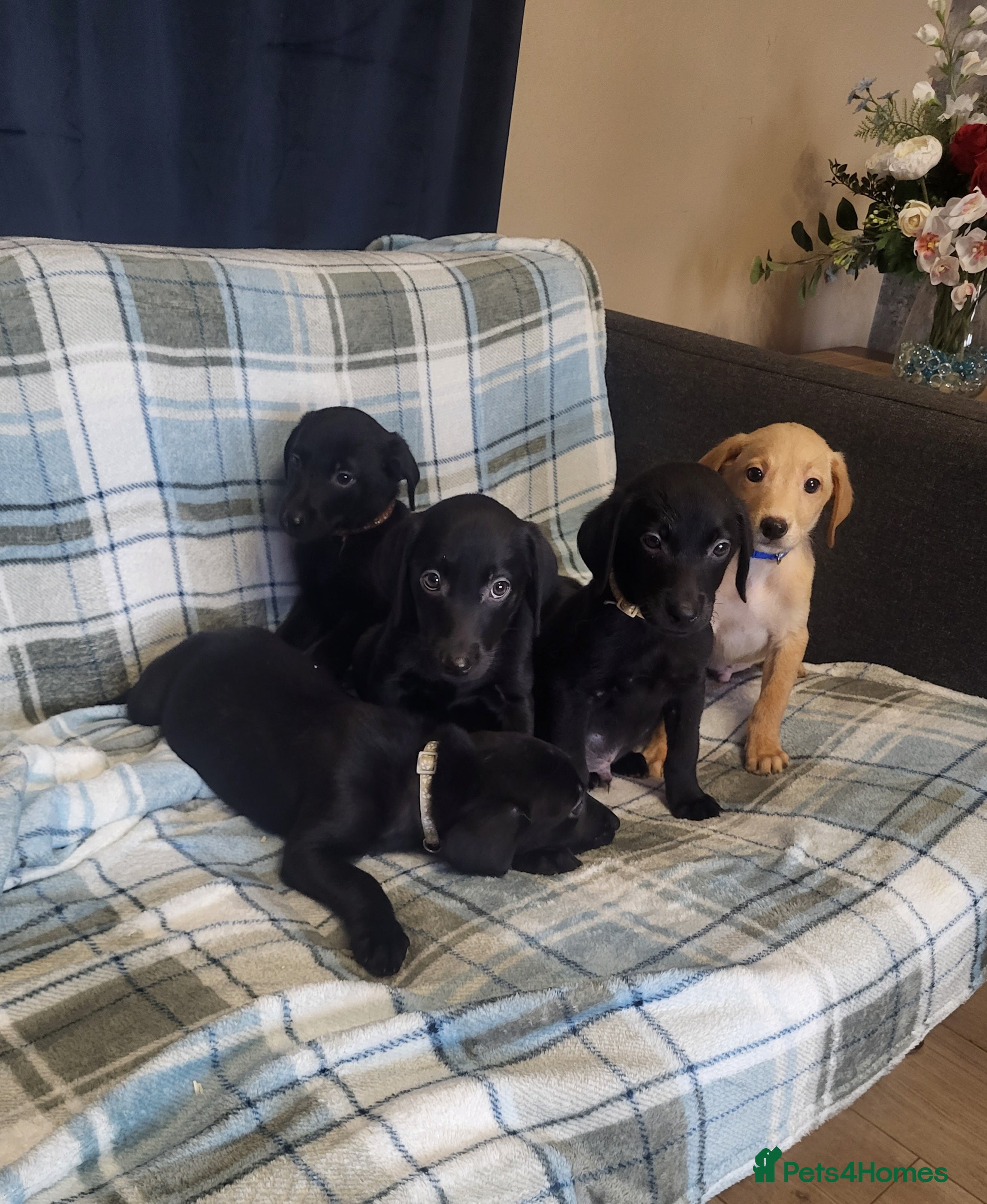 Labrador Retriever dogs KC registered Labrador Retriever puppies - Advert 5