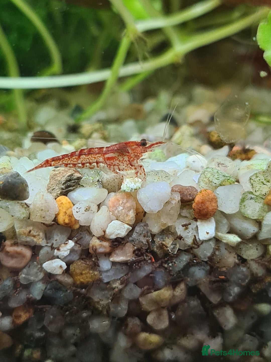 Shrimps fish for sale: 🔥Juv. RED, BLUE & YELLOW SHRIMP🦐 + free plant 🍃 - Advert 6