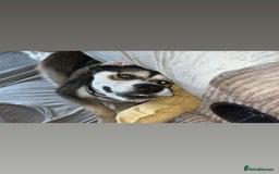 Mixed Breed dogs for sale: Husky x Labrador 2 years old  - Advert 5